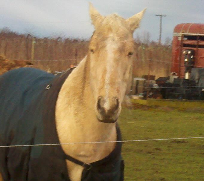 Name: 486145_3555900661561_1313126568_n.jpg
Views: 267
Size: 42.5 KB