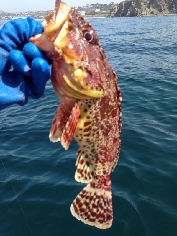 Name: ImageUploadedByTapatalk1396664900.765161.jpg
Views: 287
Size: 65.5 KB