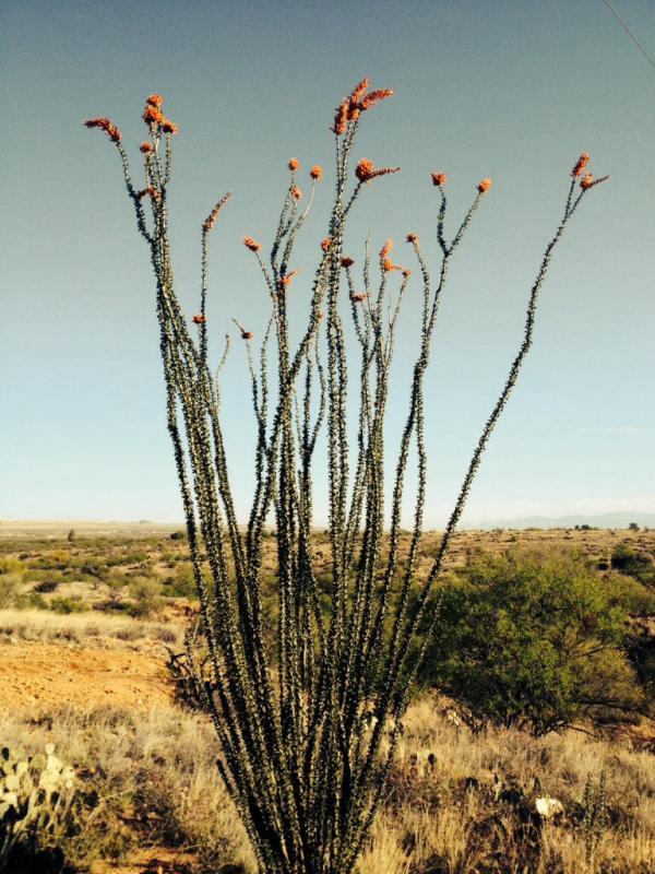 Name: ImageUploadedByTapatalk1396709292.670432.jpg
Views: 252
Size: 97.7 KB