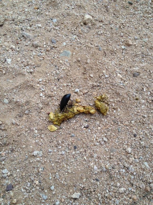 Name: ImageUploadedByTapatalk1414940276.444950.jpg
Views: 265
Size: 143.2 KB