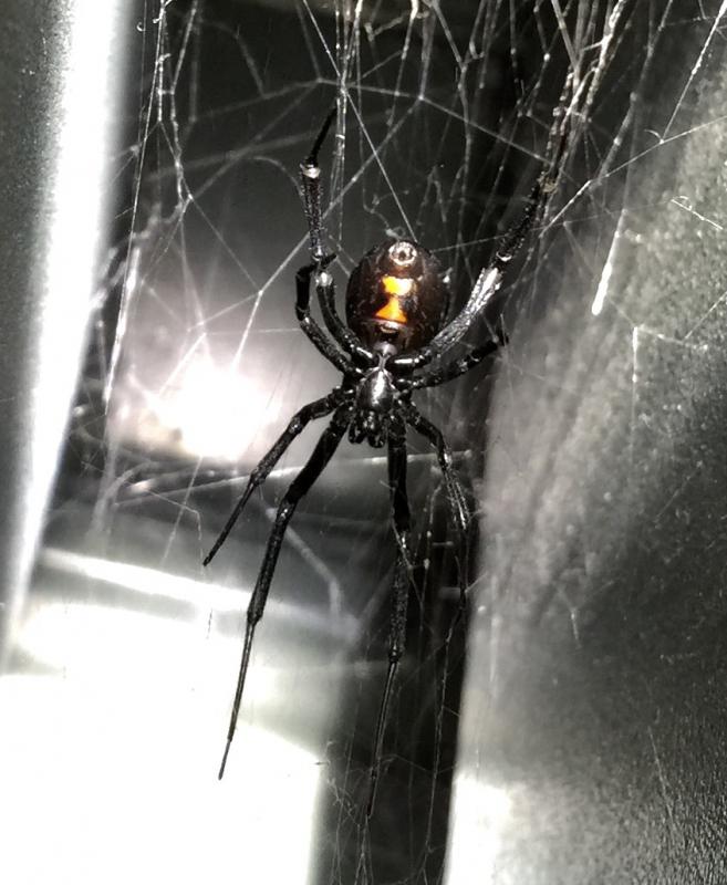 Name: ImageUploadedByTapatalk1419313455.878875.jpg
Views: 248
Size: 65.9 KB