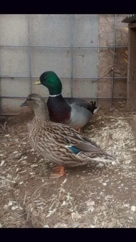 Name: ImageUploadedByTapatalk1424540193.952761.jpg
Views: 265
Size: 52.0 KB