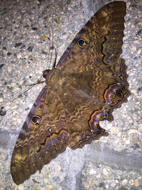 Name: ImageUploadedByTapatalk1444943277.610039.jpg
Views: 820
Size: 120.0 KB