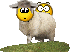 Sheep1